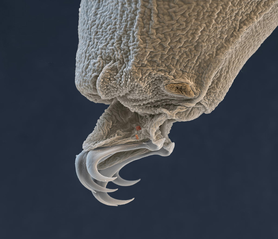 Water bear (Macrobiotus sapiens) in moss.