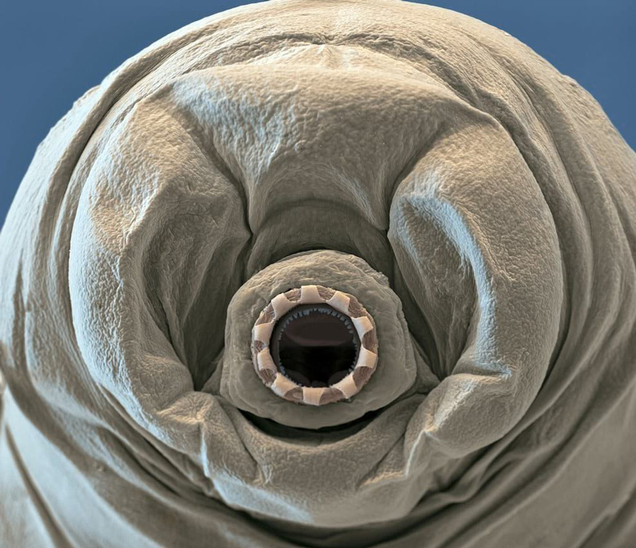 Water bear (Macrobiotus sapiens) in moss.