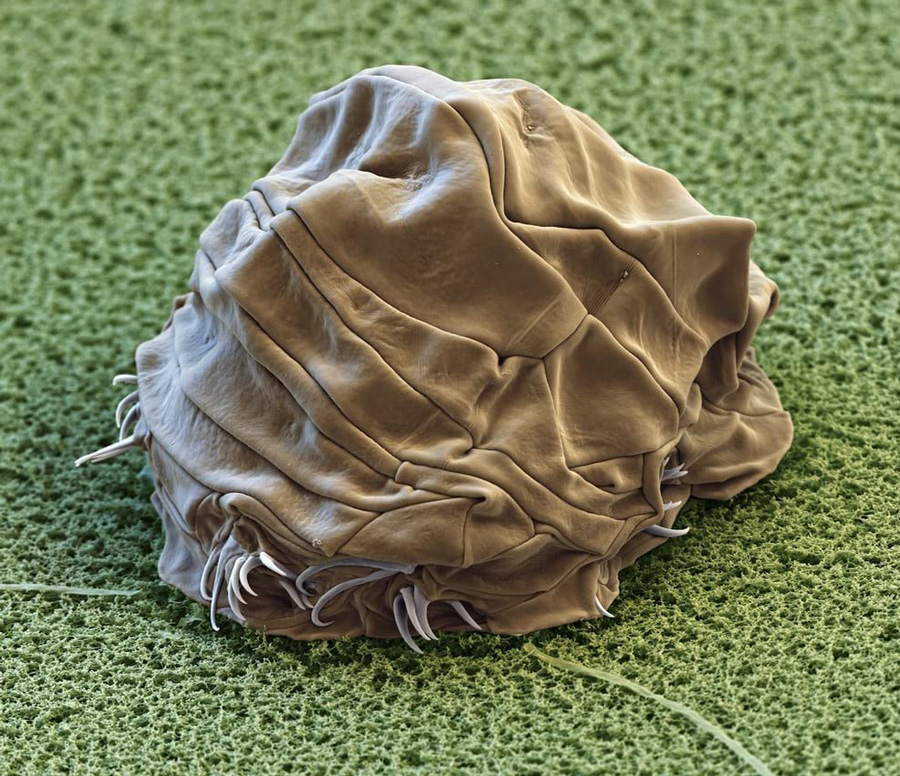 Water bear (Macrobiotus sapiens) in moss.