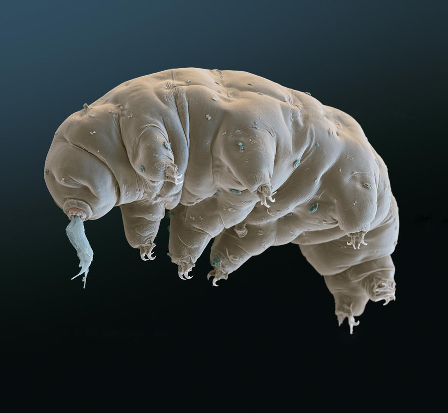 Water bear (Macrobiotus sapiens) in moss. 