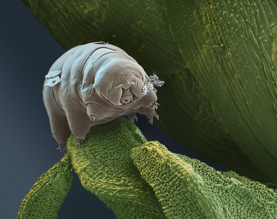 Water bear (Macrobiotus sapiens) in moss. 