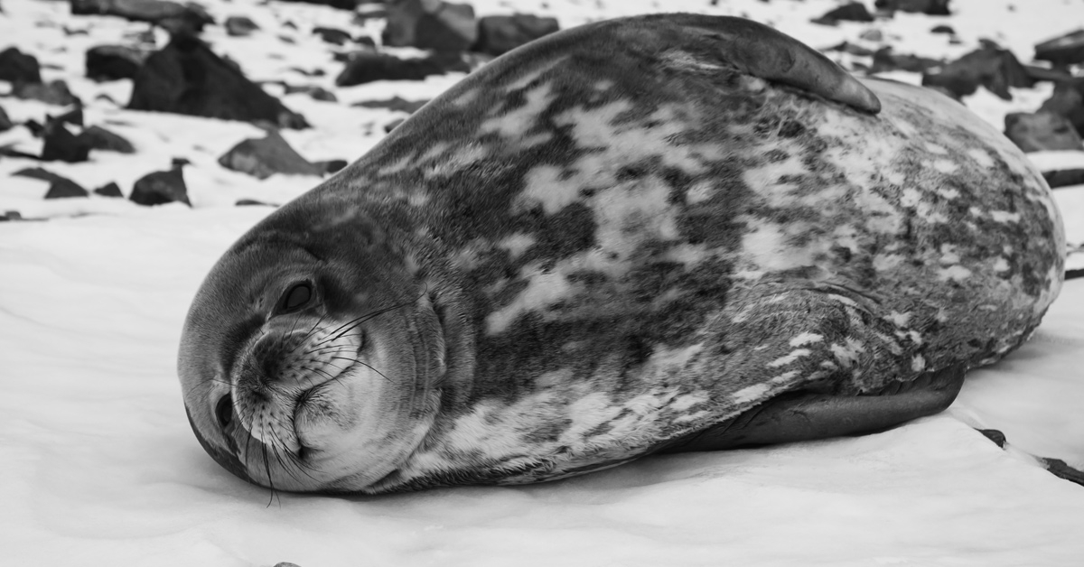 🇨🇦 Морские котики заблудились в небольшом городке на Ньюфаундленде, Канада