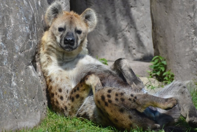 Пятнистая гиена в зоопарке Торонто (Toronto Zoo)