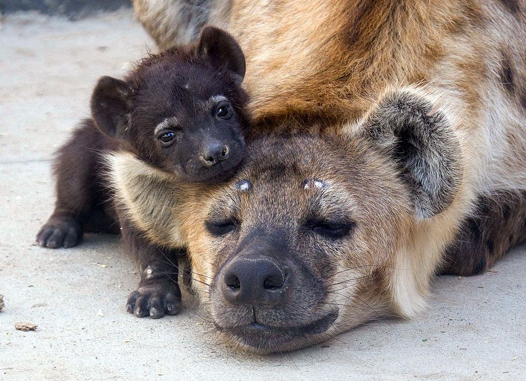 Пятнистая гиена со щенком. Spotted hyena with kitten