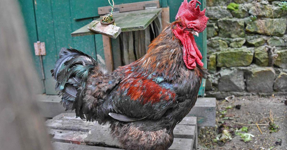 🇫🇷 Франция: судебный процесс над деревенским петухом 🐓